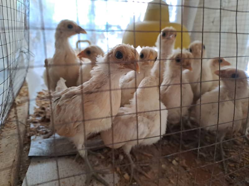 Excellent Quality Buff Sebright chicks Hen available 4