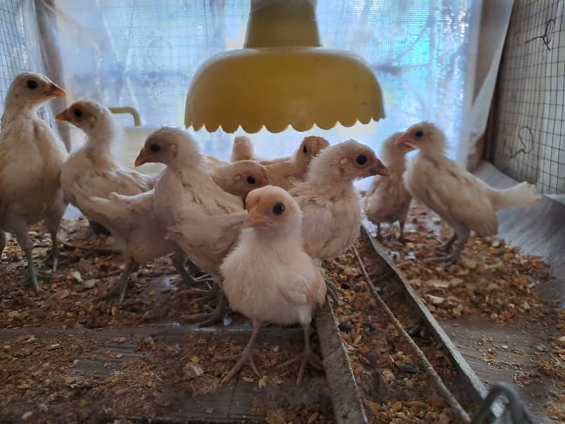 Excellent Quality Buff Sebright chicks Hen available 5