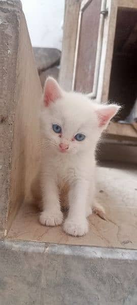 Cute kittens for sale 0