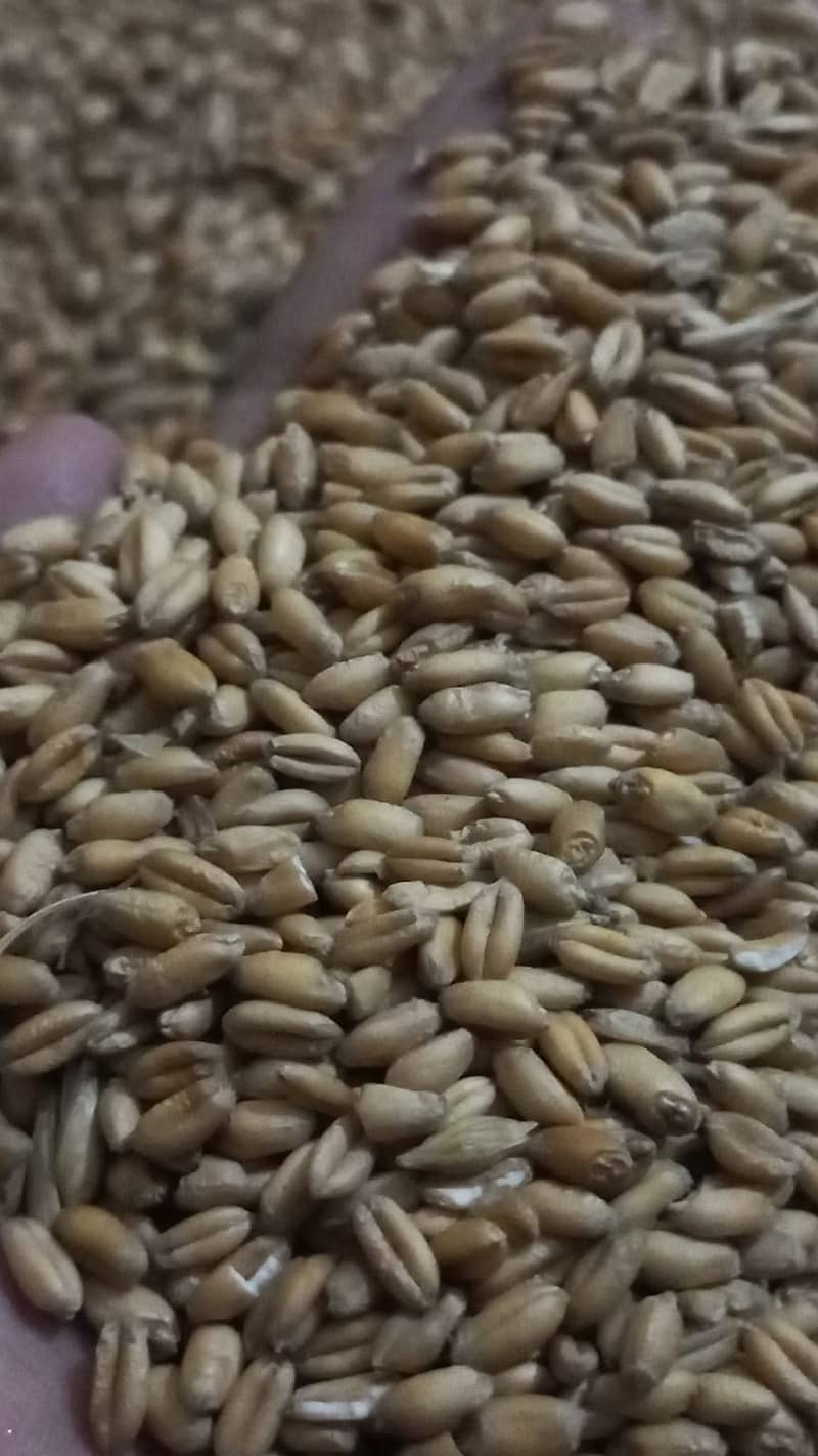 Wheat/Gandum 0
