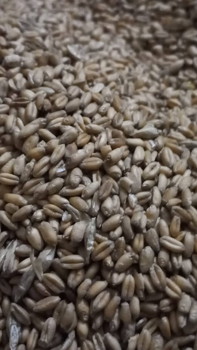Wheat/Gandum 1