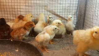 Aseel and buff chicks chuzay 03204143422