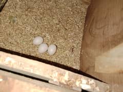 Breeder Egg laying pair