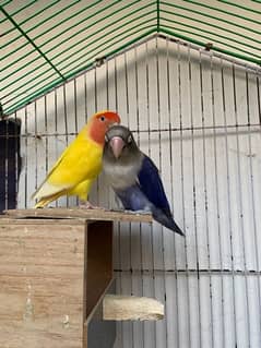 Latino or Par blue breeder pair with cage for sale