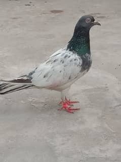 Golden pigeon for sale