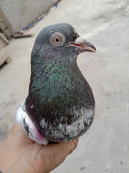 Golden pigeon for sale 1