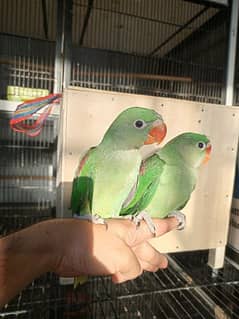 Raw Tame Parrots on hand Feed