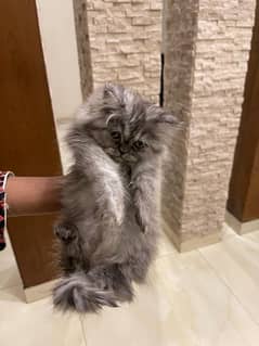8 Weeks Fluffy cat