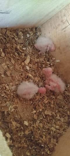 Eno cocktail chicks for sale plus cannon embrance feed free package