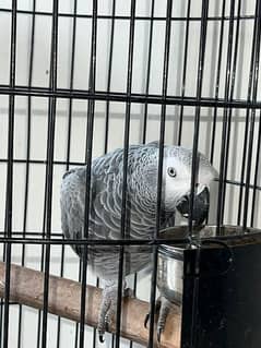 Grey parrot with cage