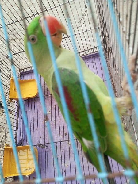 raw parrot 2