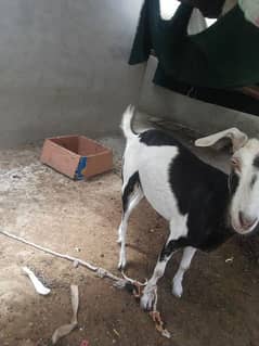 tadi nasal goat for sale