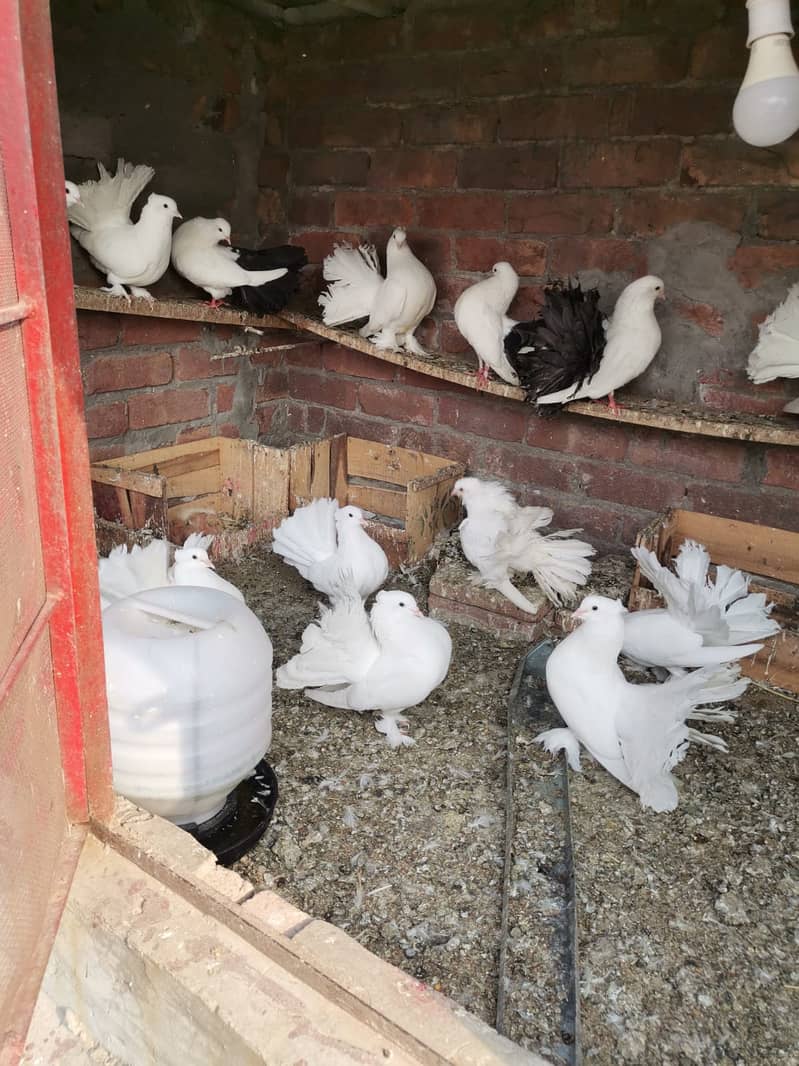 Laka breeder pair /kabutar pigeons for sale 1
