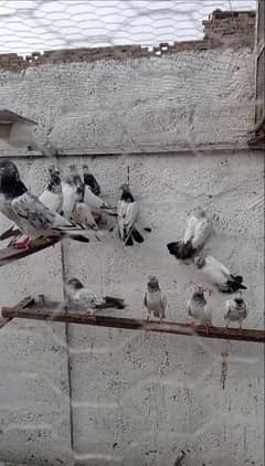 top quality pigeons
