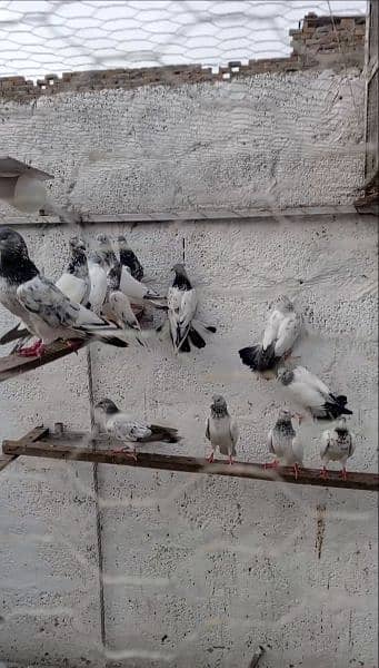 top quality pigeons 0