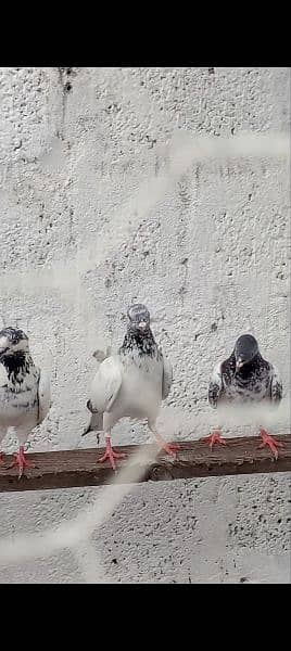 top quality pigeons 2