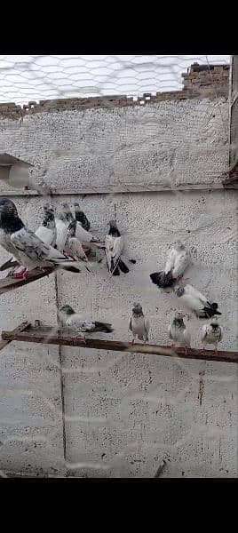 top quality pigeons 3