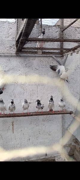 top quality pigeons 4