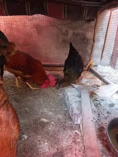 hens pair for sale