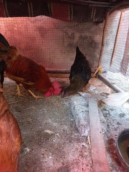 hens pair for sale 0