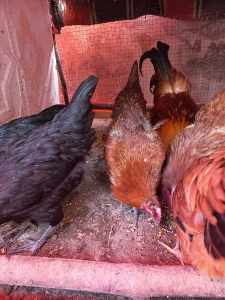 hens pair for sale 1