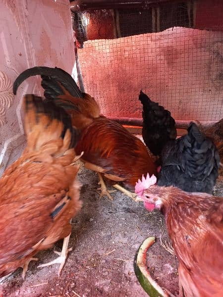 hens pair for sale 2