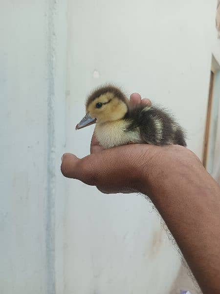 Small Ducks 4