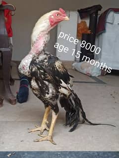 High Quality Birds for sale