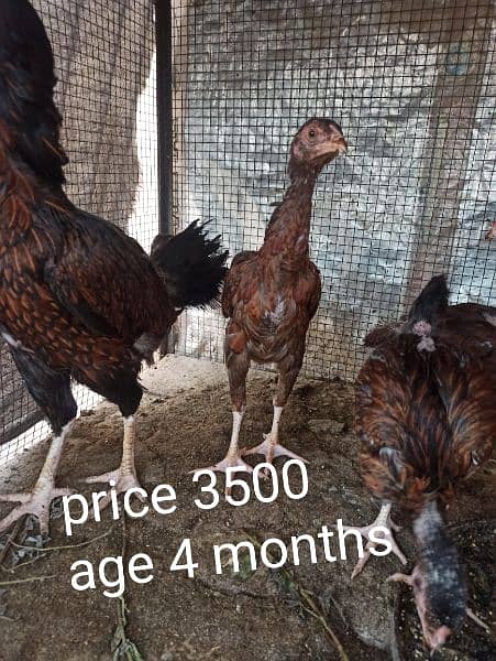 High Quality Birds for sale 3