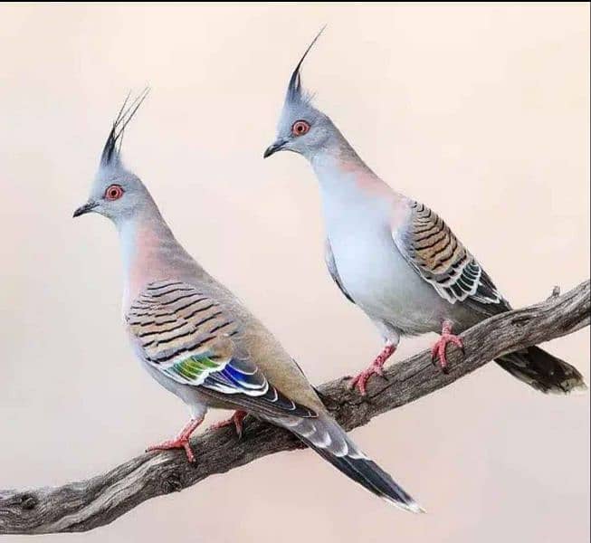 crusted dove pair 0