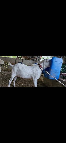 healthy and heavy teda Bakra for sale 2