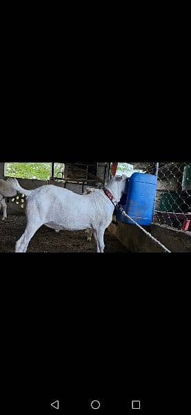 healthy and heavy teda Bakra for sale 3