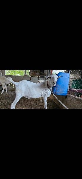 healthy and heavy teda Bakra for sale 4