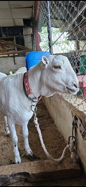healthy and heavy teda Bakra for sale 5