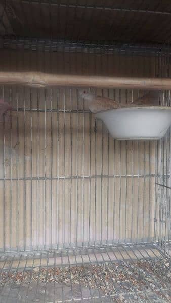 2 pair china dove plus one single with eggs 4