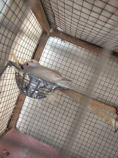 Red & Off White Dove Breeder Pair Available 100% ok