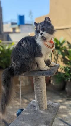 Persian male cat / kitten / cat for sale