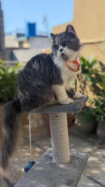 Persian male cat / kitten / cat for sale 0