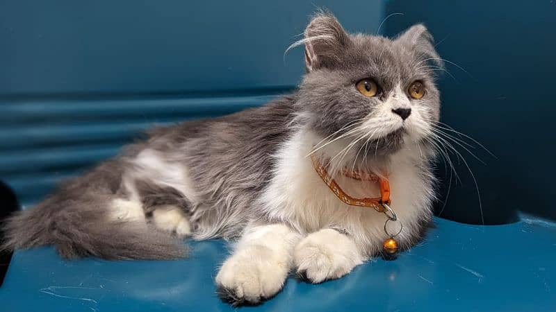 Persian male cat / kitten / cat for sale 1