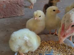 Home breed Aseel chicks,  java cross breed