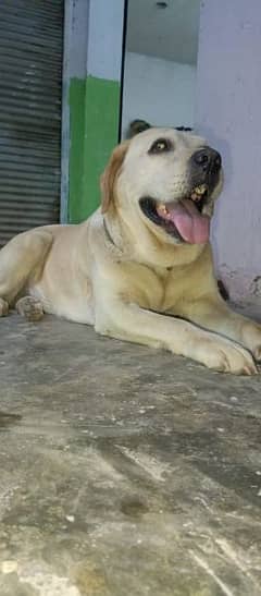 Labrador female dog age 14 months
