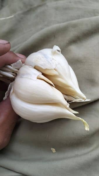 G1  Garlic 3