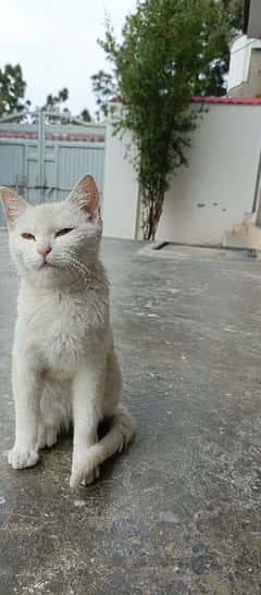 i want to sell my cat urgent