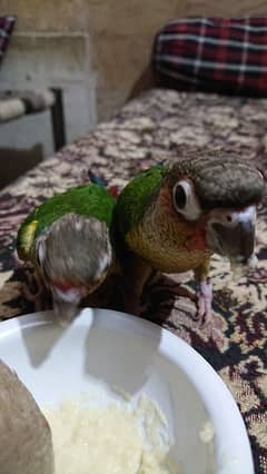 yellow sided conure hand tamed