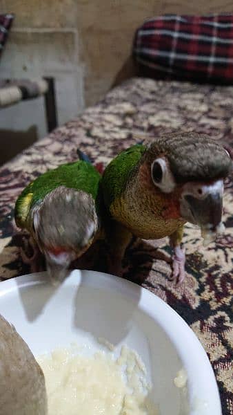 yellow sided conure hand tamed 0