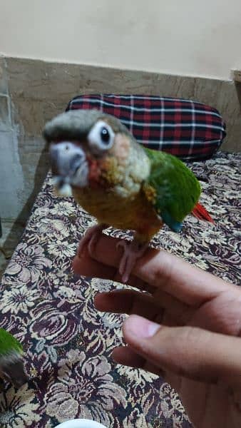 yellow sided conure hand tamed 1