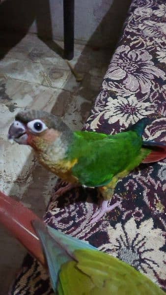 yellow sided conure hand tamed 2