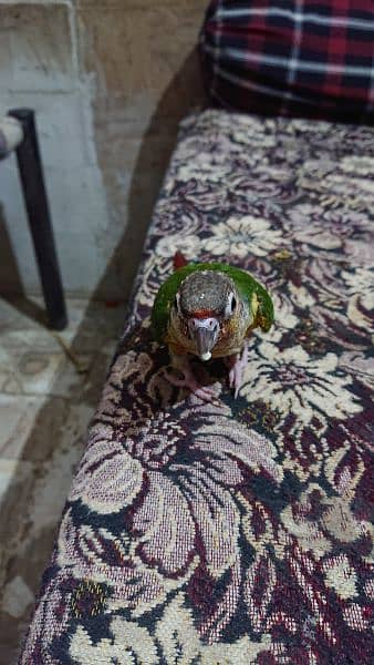 yellow sided conure hand tamed 3