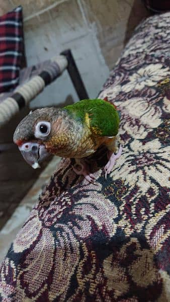 yellow sided conure hand tamed 4
