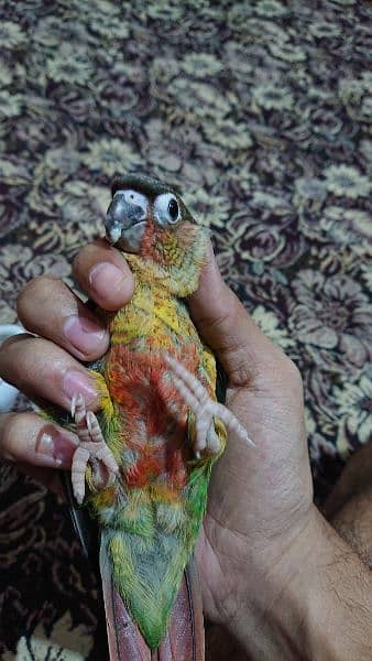 yellow sided conure hand tamed 5